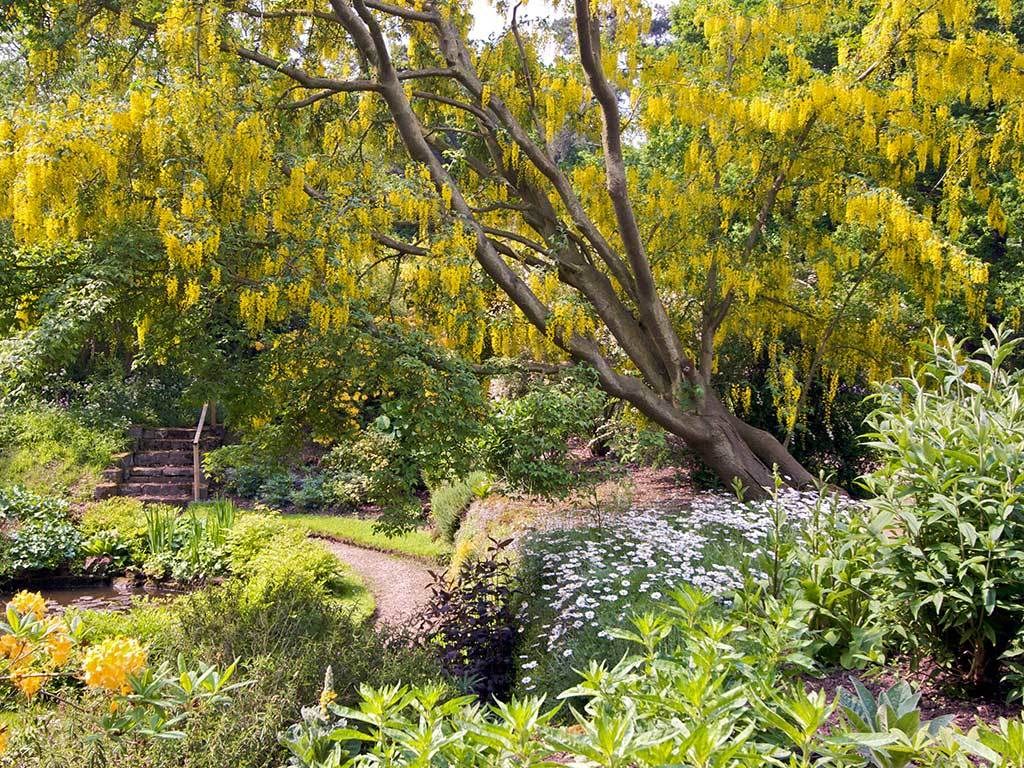 Garden with yellow flowering tree