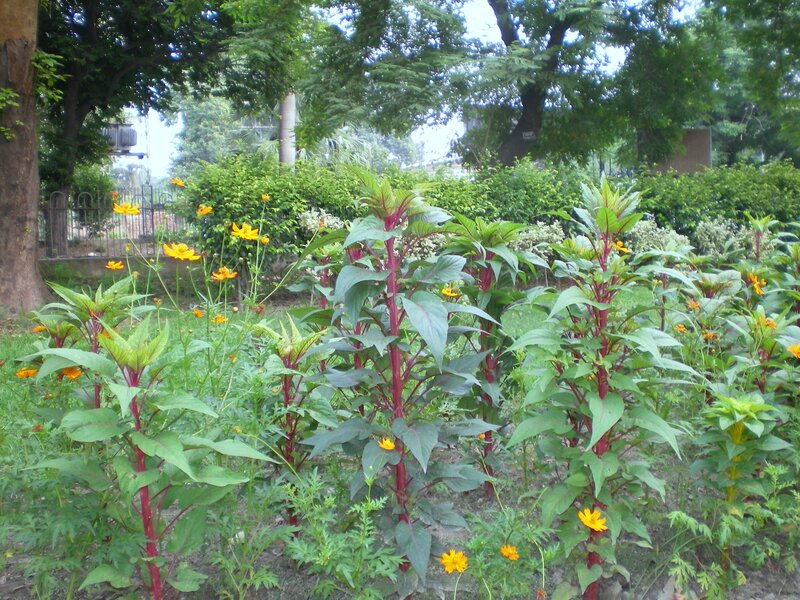 Garden with yellow flowers