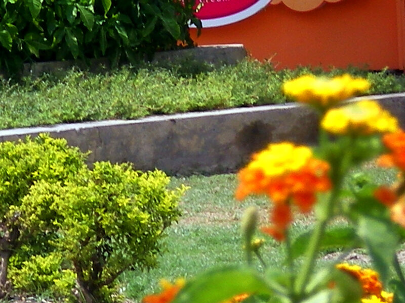 Garden with yellow flowers