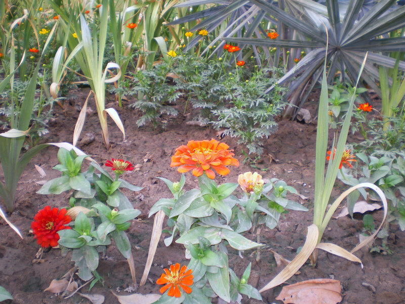 garden with zinnia flowers