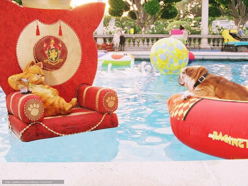 Garfield by the pool