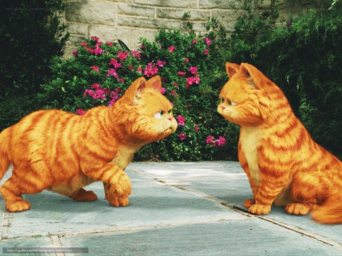 Garfield cats facing off