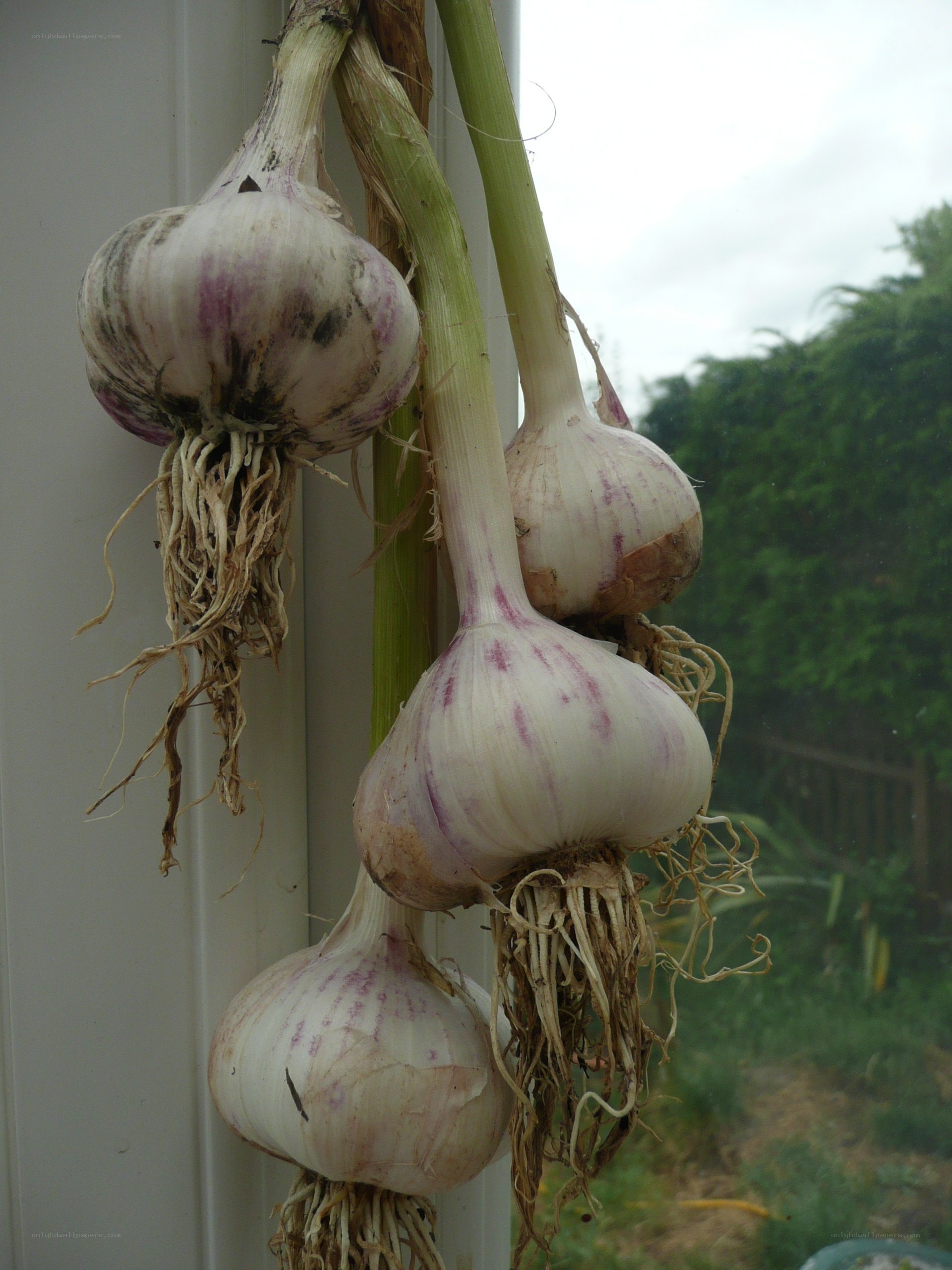 Garlic bulbs hanging to dry