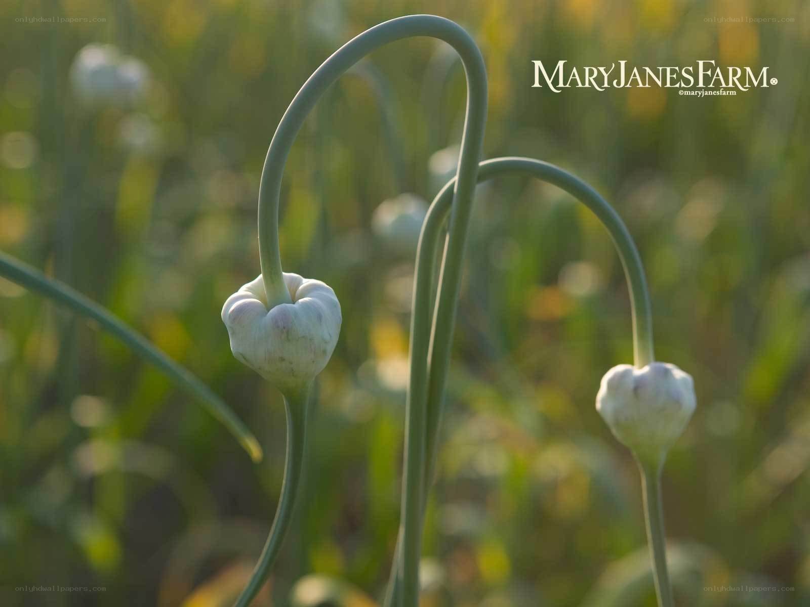 Garlic bulbs in a field