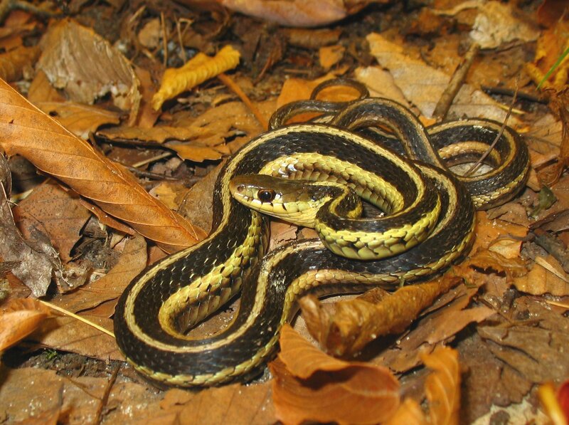 Garter Snake Coiled