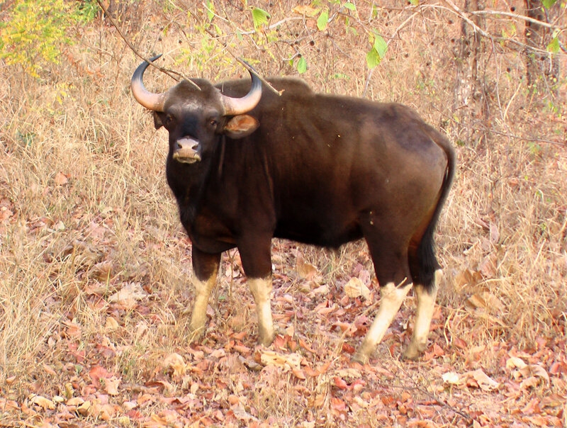 Gaur Standing in Forest