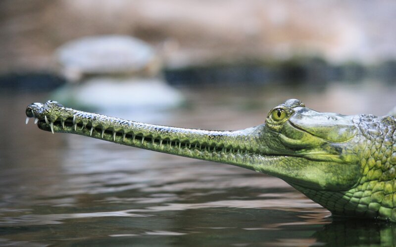 Gavial in Water