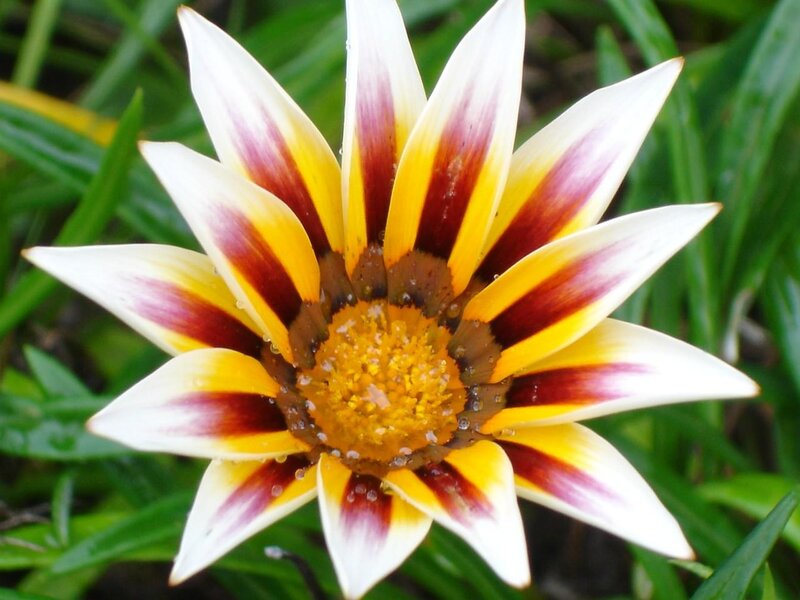 Gazania Flower — Yellow