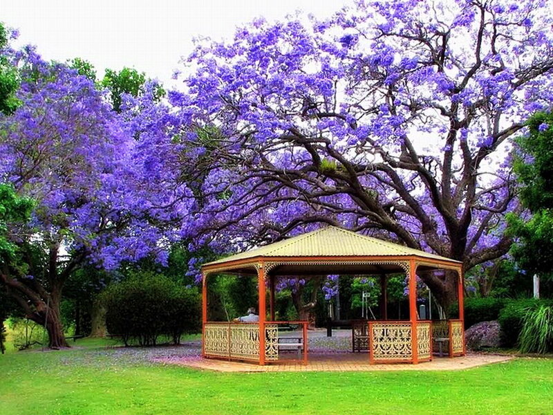Gazebo under Jacaranda Trees