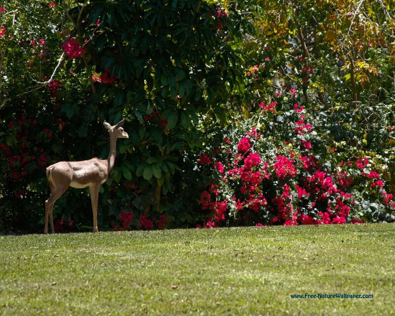 Gazelle in Garden