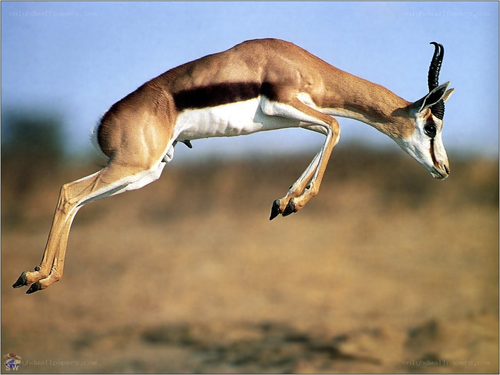 Gazelle in mid-jump