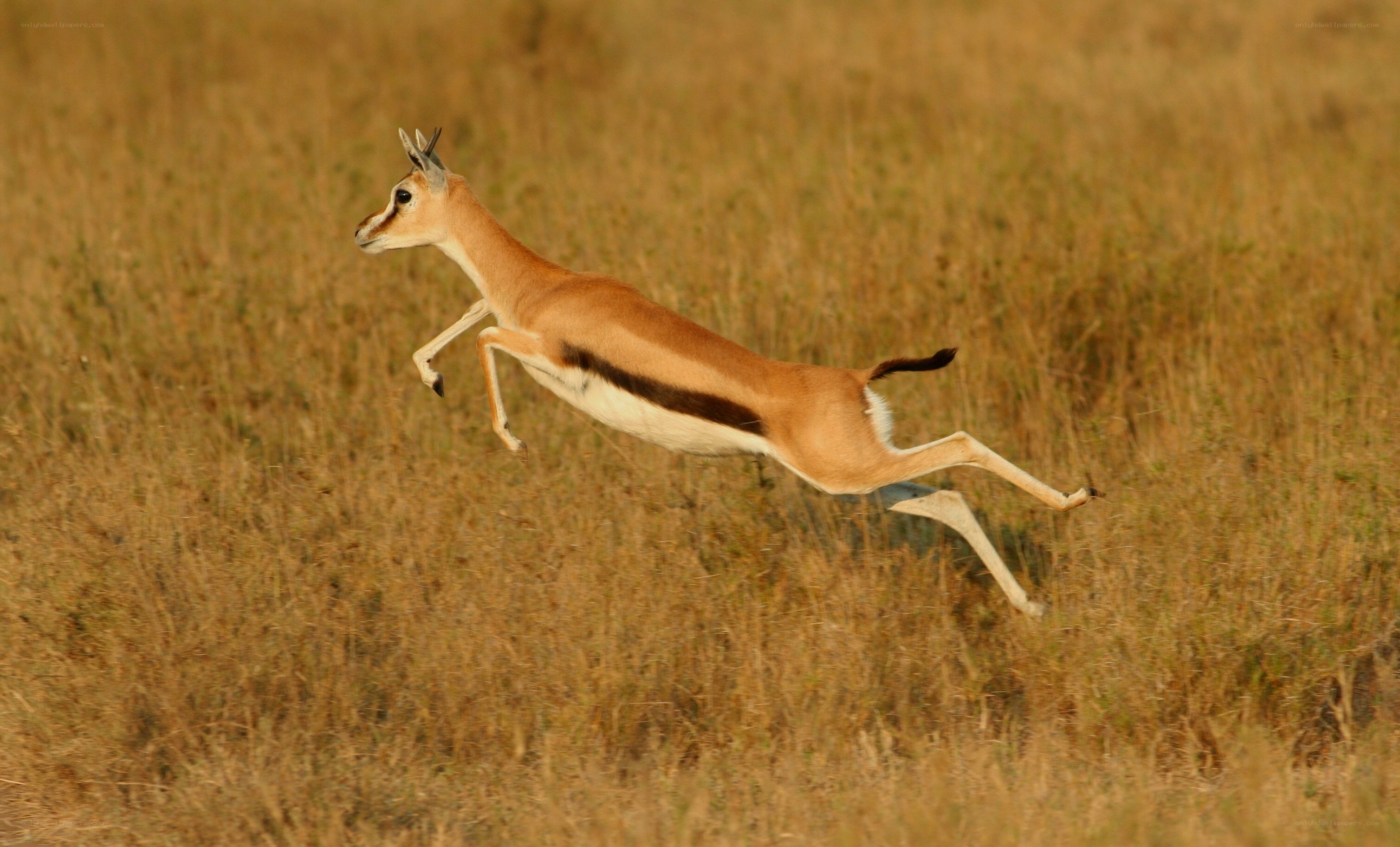 gazelle leaping in grassland