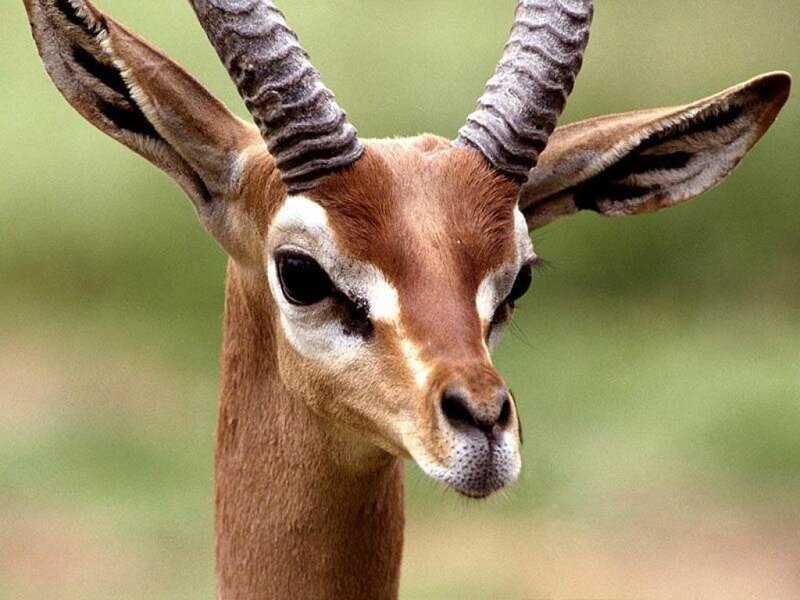 Gazelle with Horns