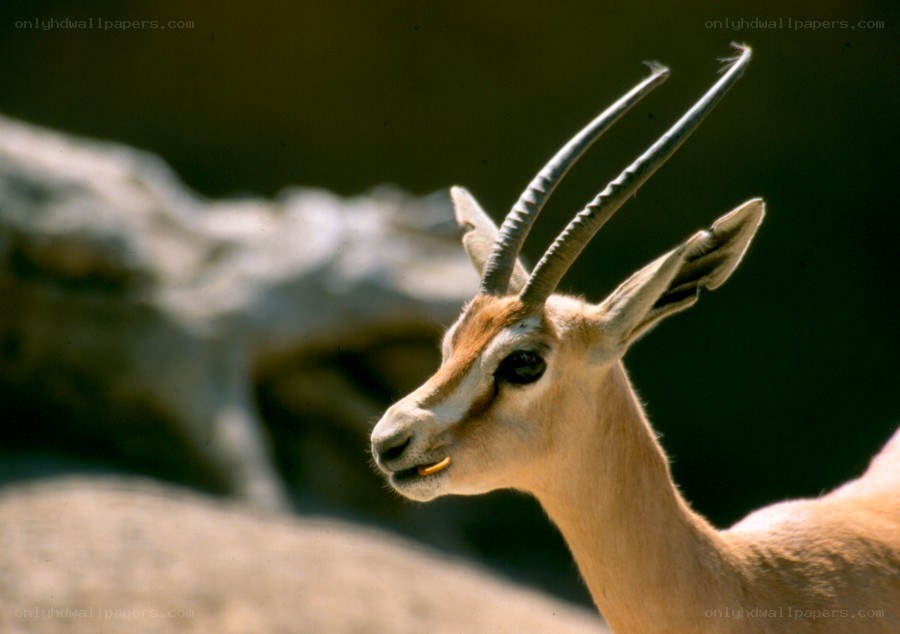 Gazelle with long horns