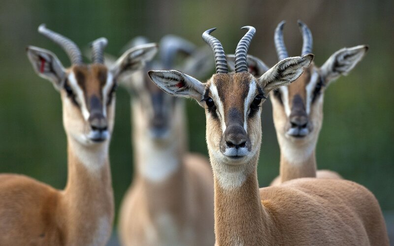 Gazelles in a Line — Brown