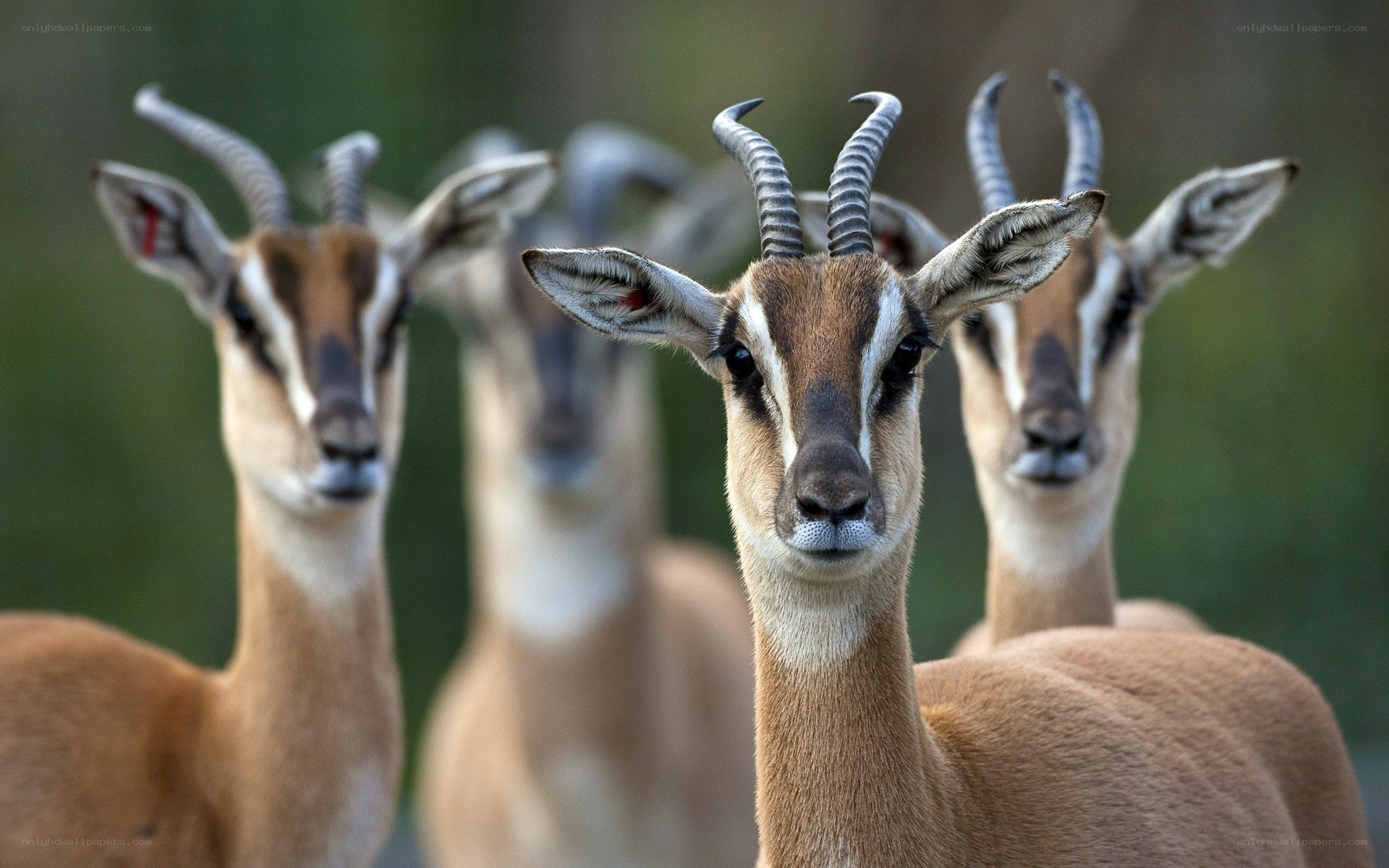 gazelles in a line