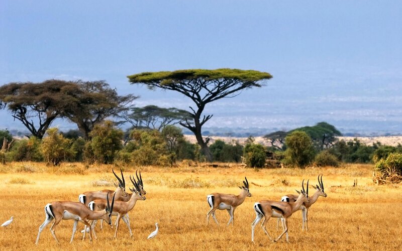 Gazelles in Savanna