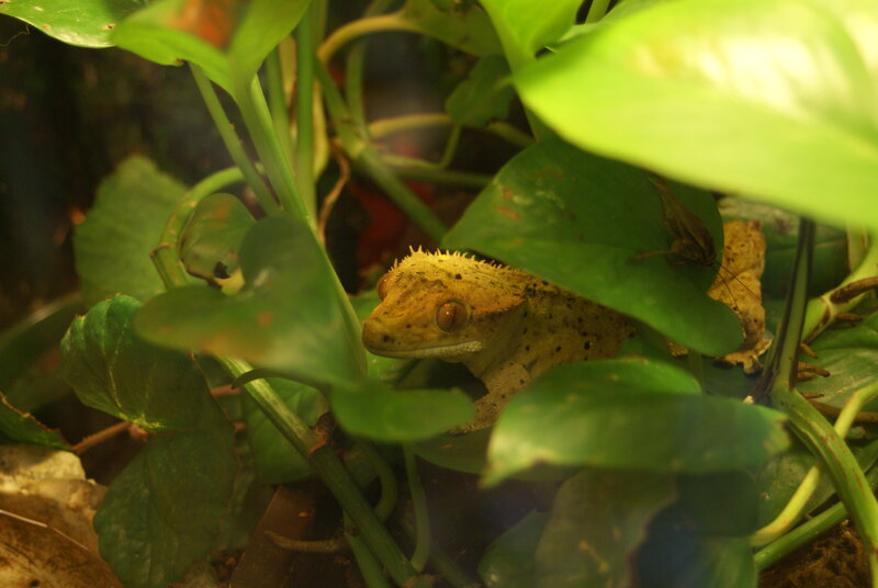 Gecko Among Green Leaves
