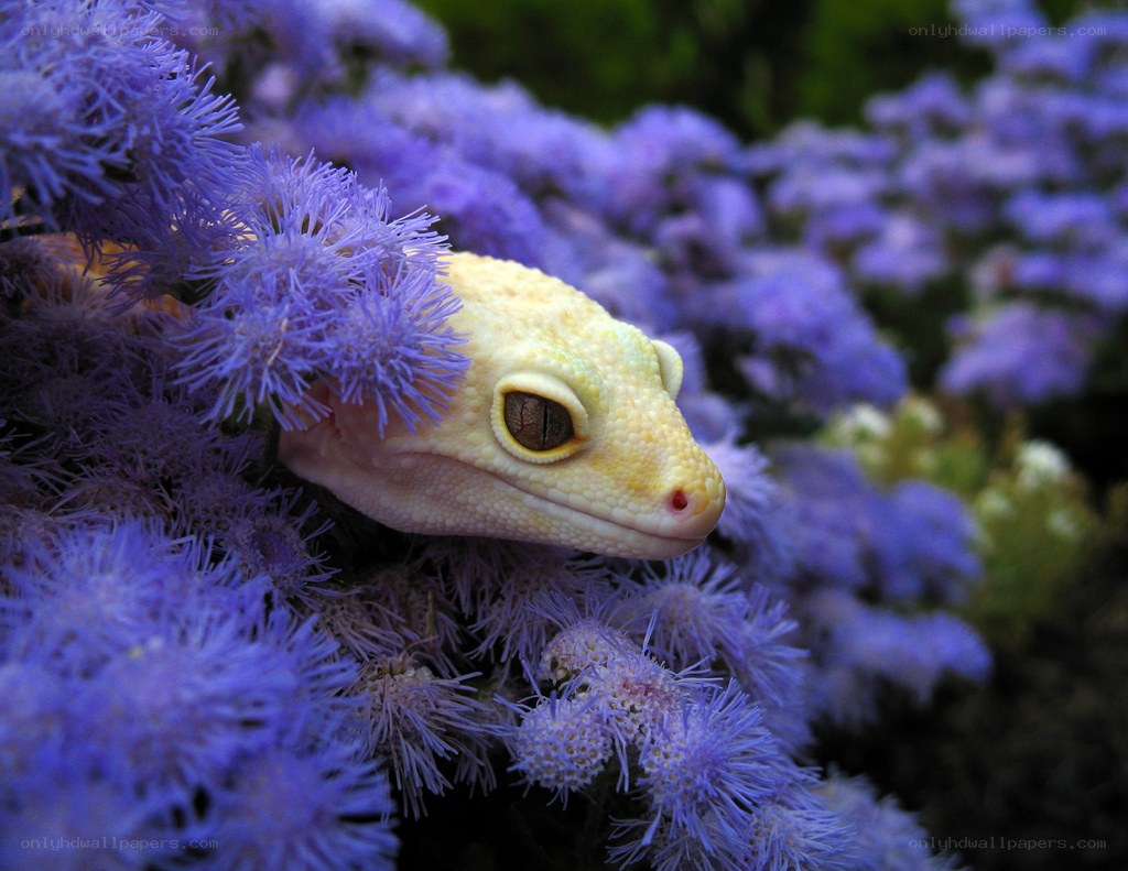 gecko among purple flowers