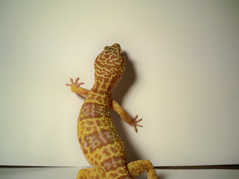 gecko climbing a wall