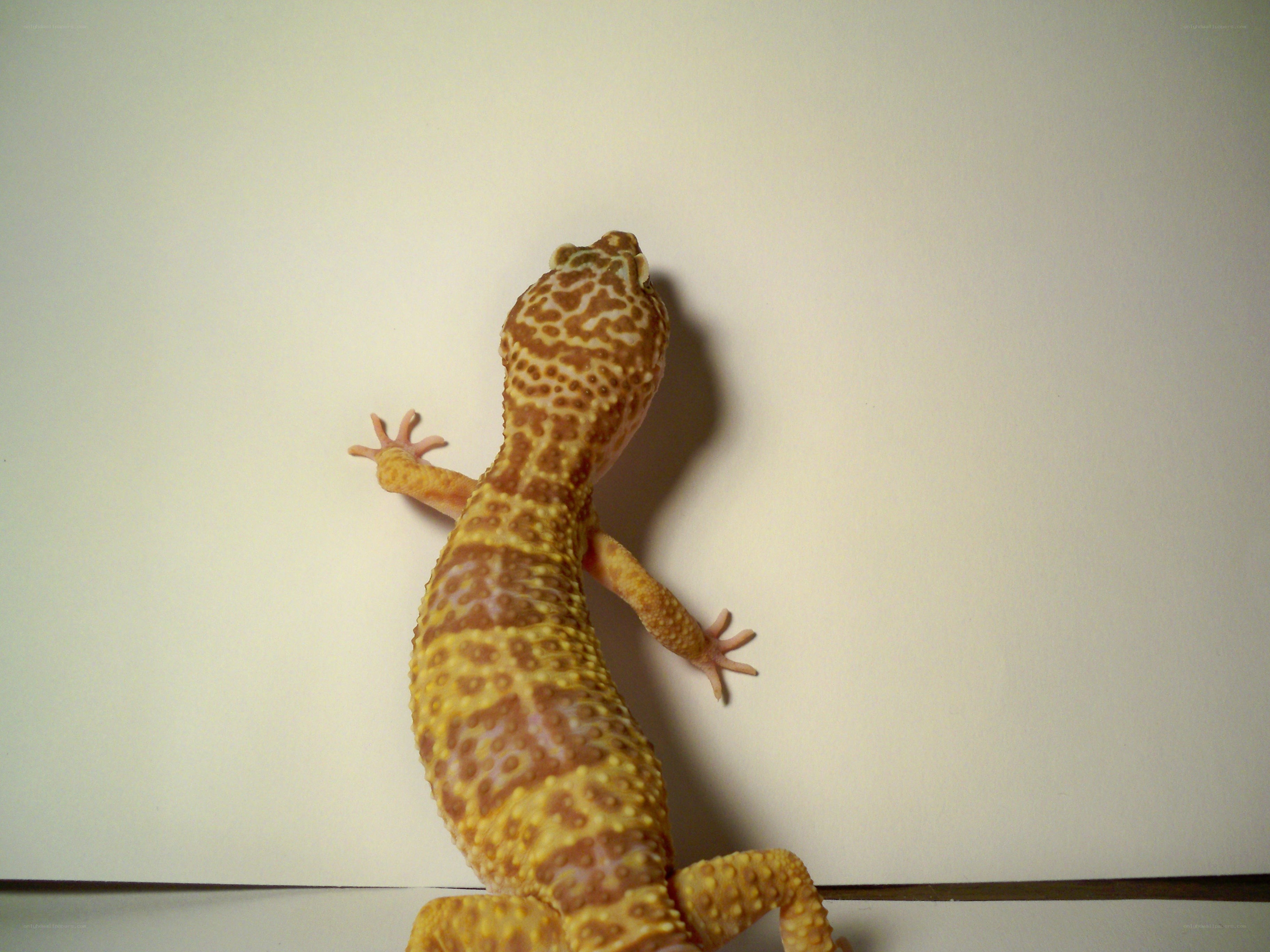 gecko climbing a wall
