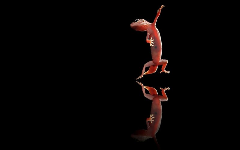 Gecko climbing on black background
