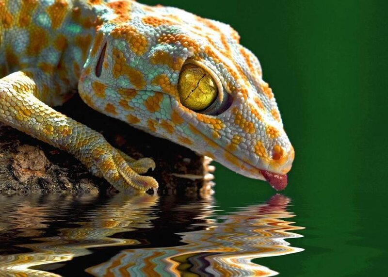 Gecko drinking from water