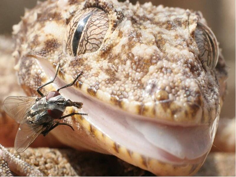 Gecko eating a fly