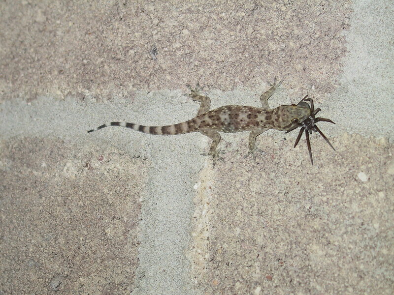 Gecko eating a spider