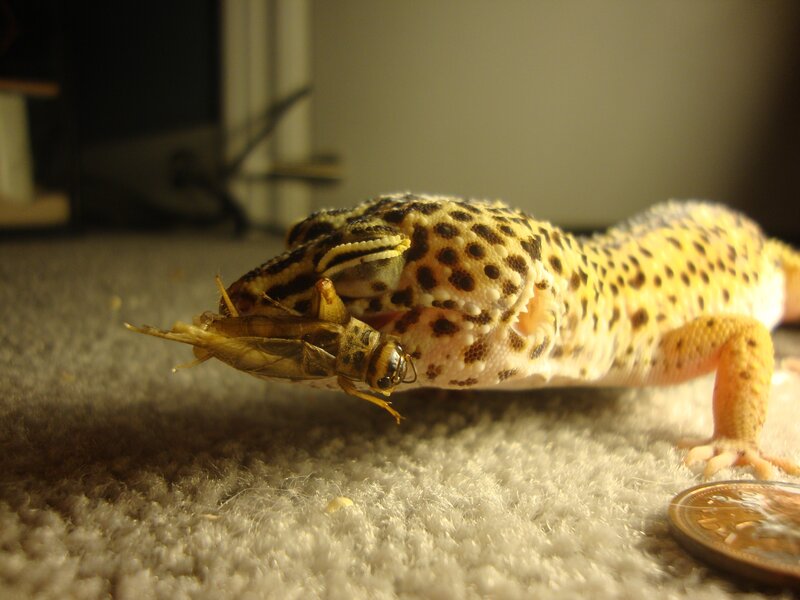 gecko eating cricket