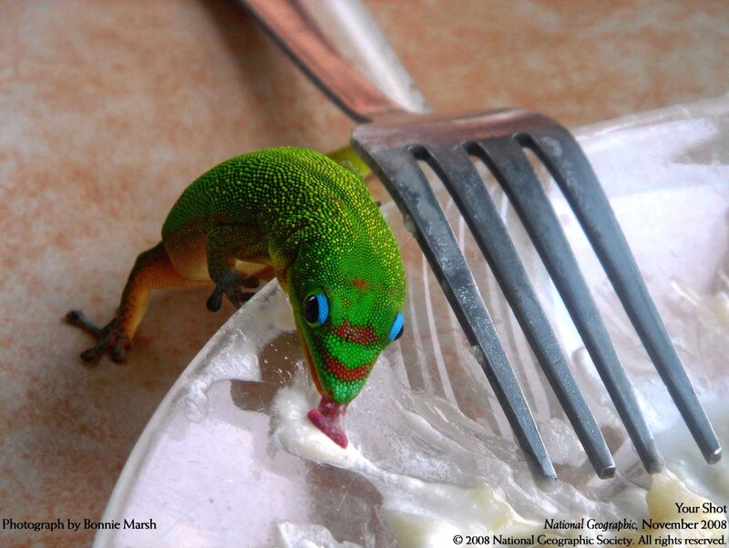 Gecko eating from a plate