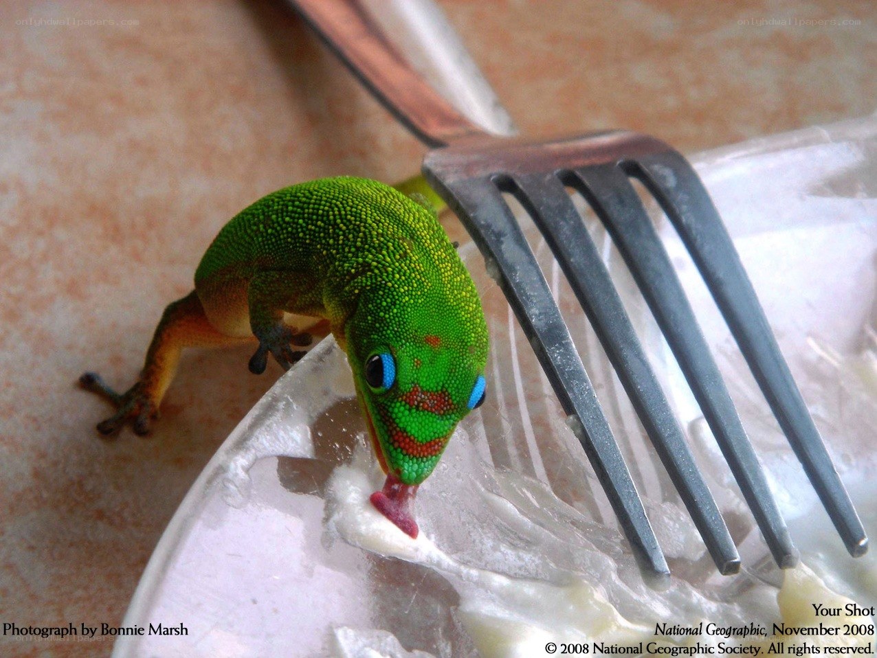 Gecko eating from a plate