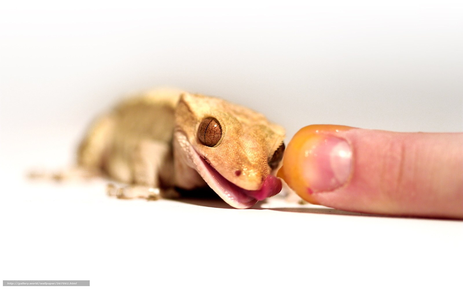 gecko eating from finger