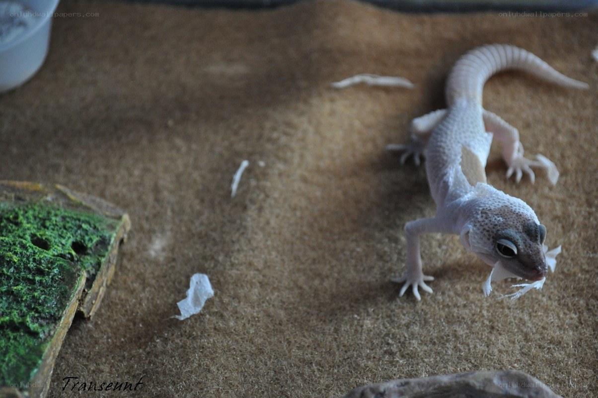 gecko eating in terrarium