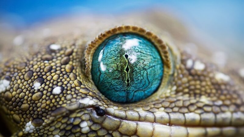 Gecko Eye Close-up — Blue, Detailed, Photograph, Scales