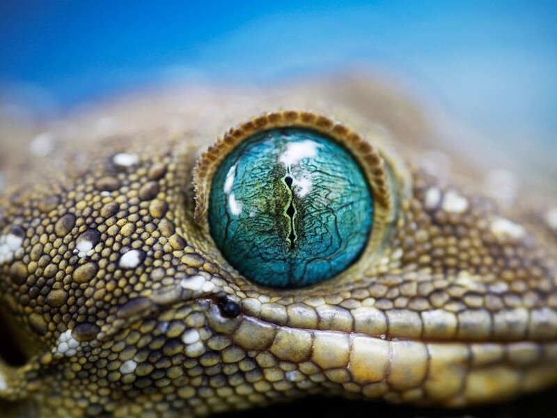 Gecko Eye Close-up — Blue, Detailed