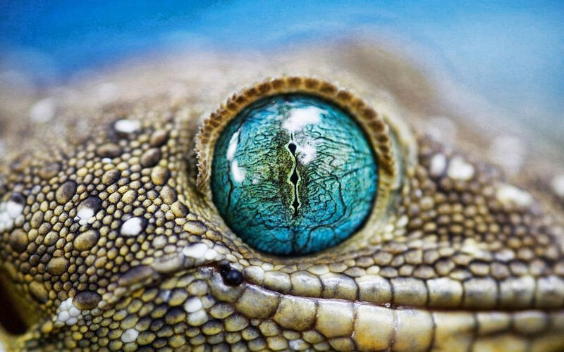 Gecko Eye Close-up — Blue