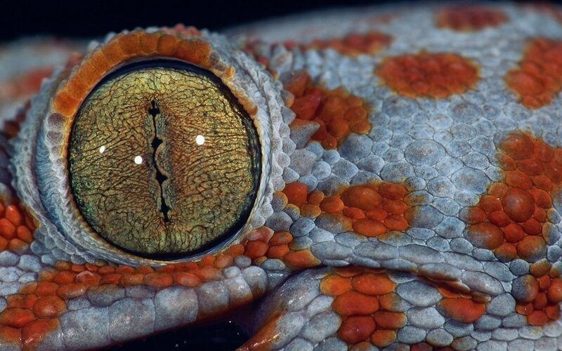 Gecko Eye Close-up — Orange