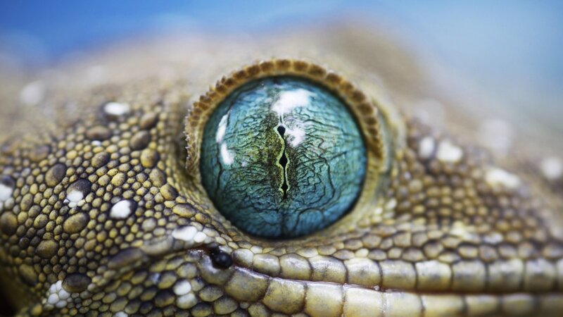 Gecko Eye Close-up