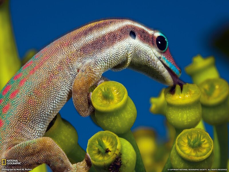 Gecko feeding on flowers