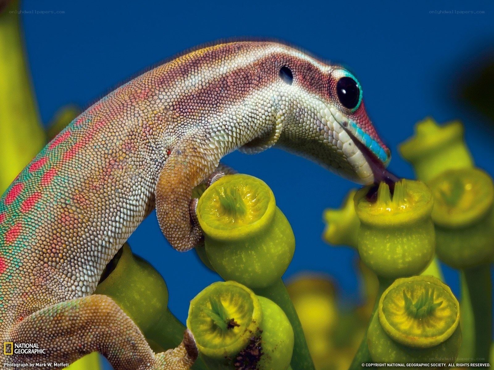Gecko feeding on flowers
