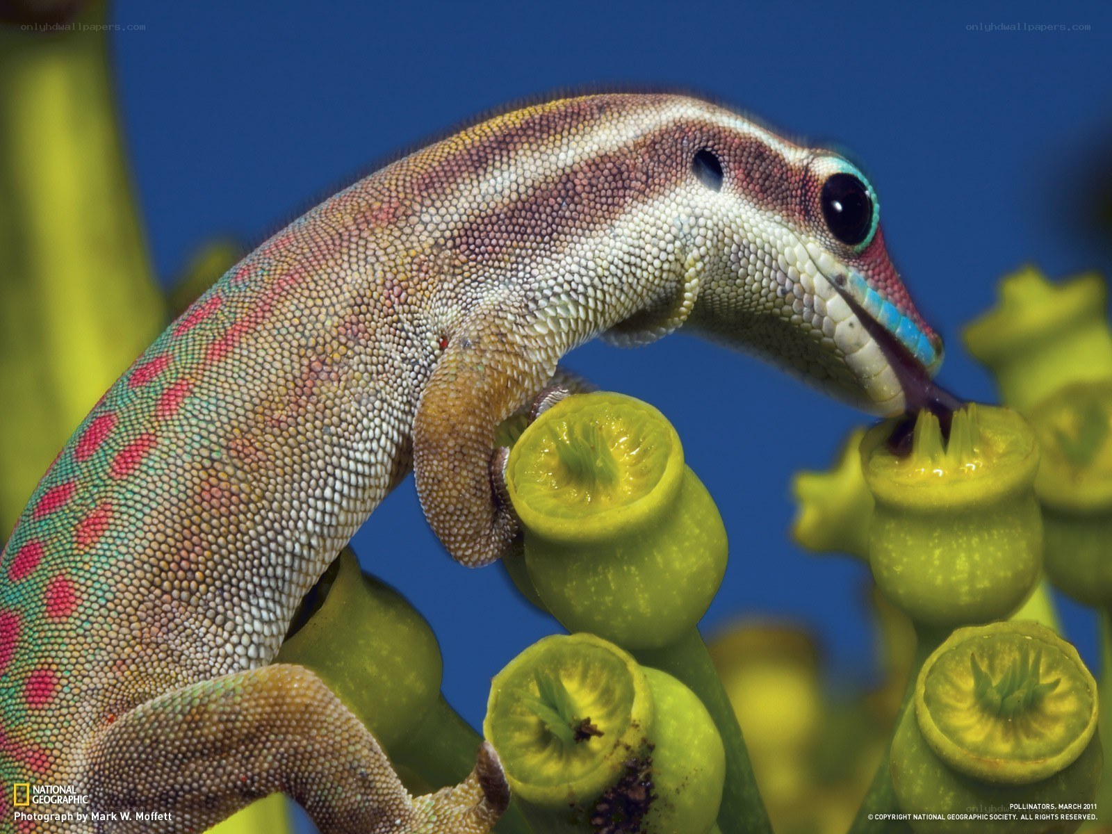 Gecko feeding on flowers