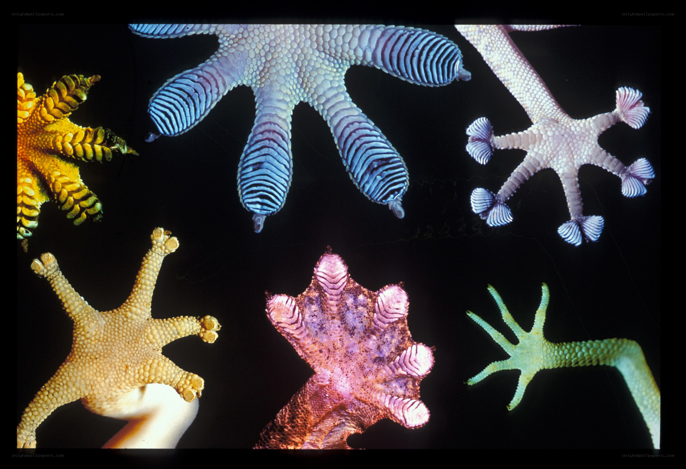 Gecko feet close-up