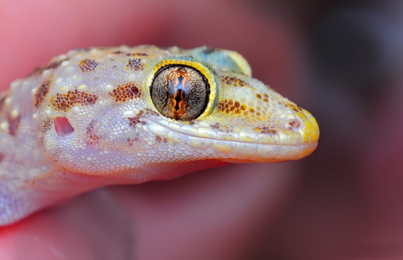 Gecko Head Close-up