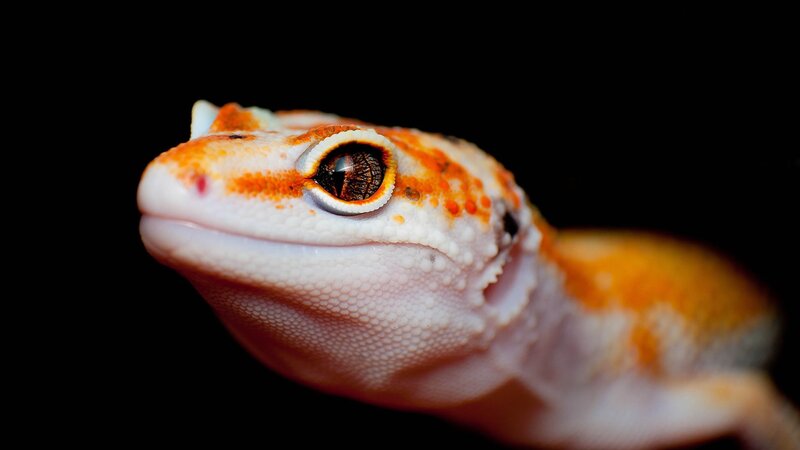 Gecko Head Close-up — White