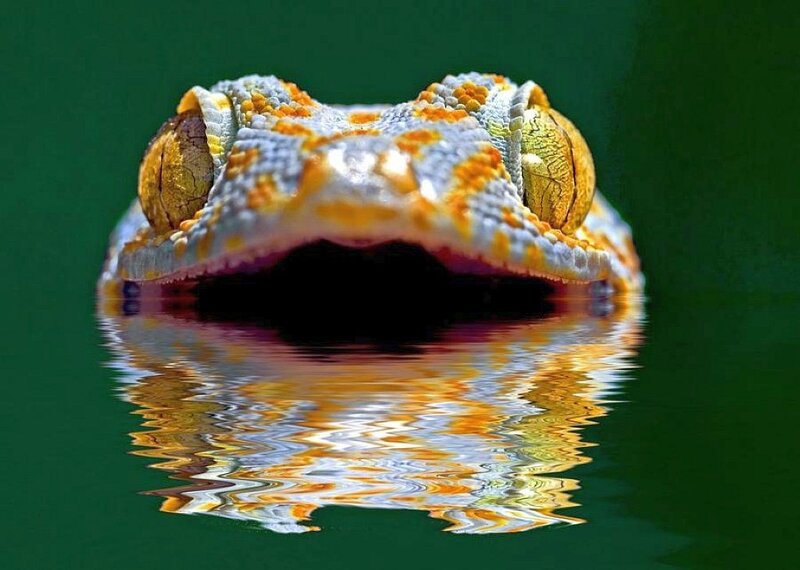 Gecko Head in Water