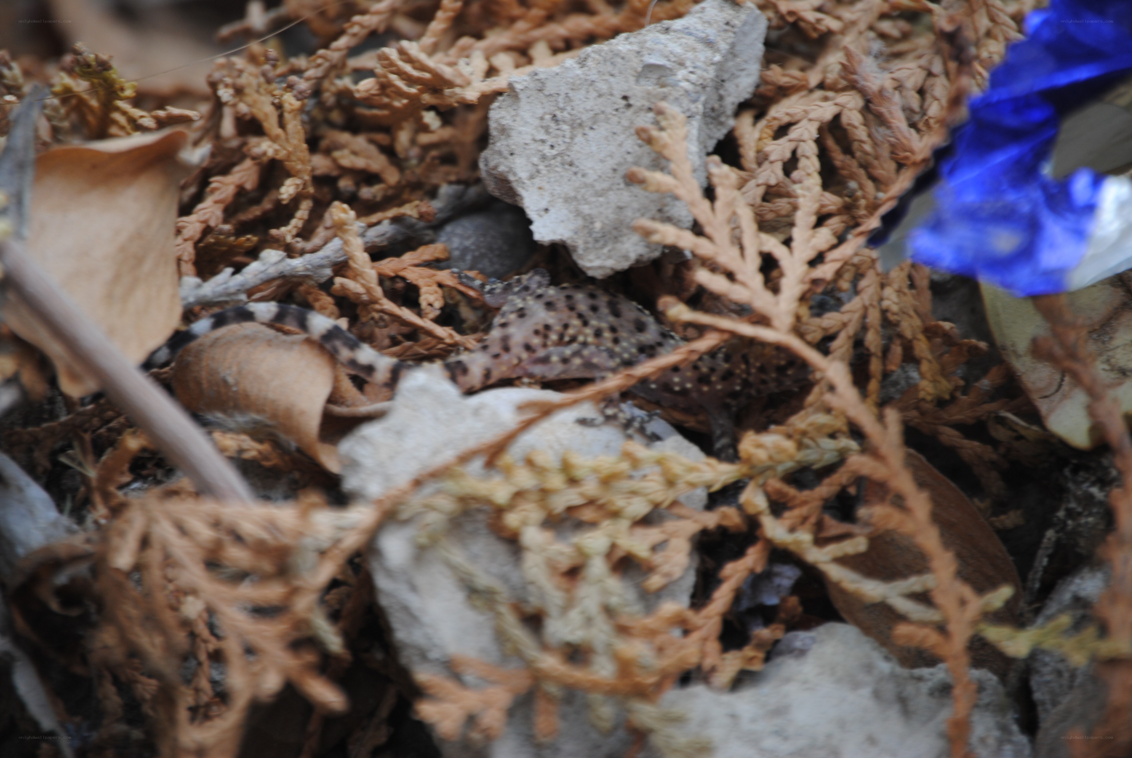 Gecko in dried foliage