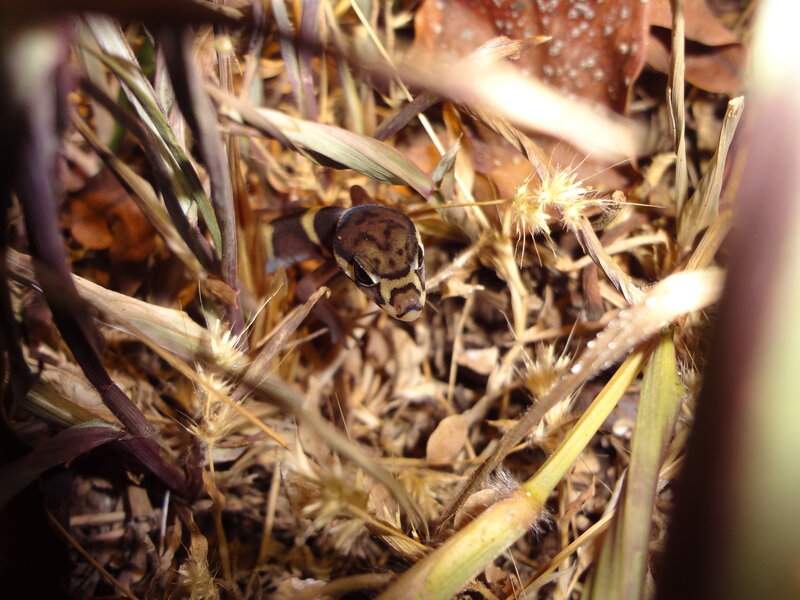 Gecko in Dry Grass