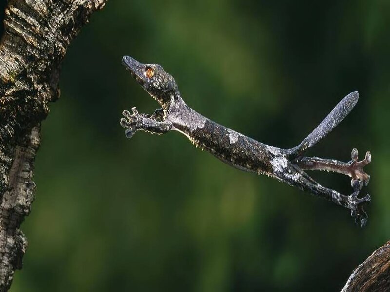 Gecko in Mid-leap — Brown