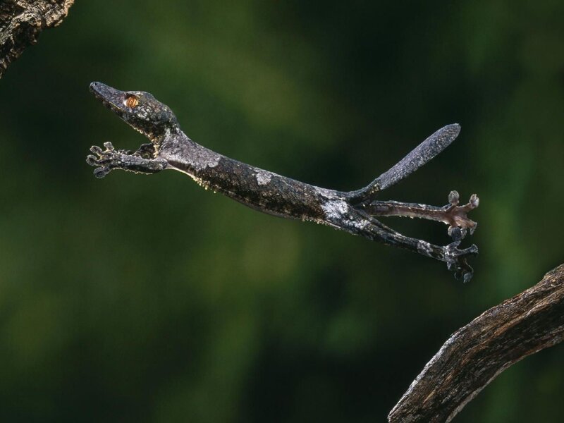 gecko in mid-leap